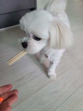 페페로니 클린플러스 덴탈치킨껌 10g x 14p — 5점을 준 리뷰어가 2021년 7월 올린 사용 사진