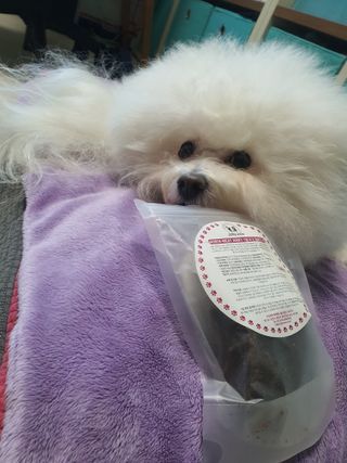 [졸리졸리] 말고기 육포 간식 (HORSE MEAT JERKY) — 5점을 준 리뷰어가 2023년 1월 올린 사용 사진