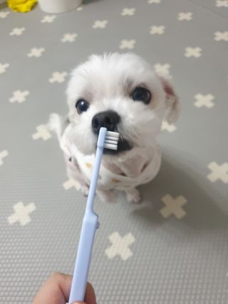 뽀야님이 올린 리뷰 사진 2