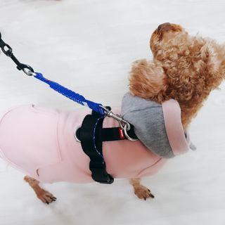 베이컨박스 [BACON] 고아웃클럽 산책 안전벨트 라이트 - 소형견용 — 5점을 준 리뷰어가 2021년 12월 올린 사용 사진