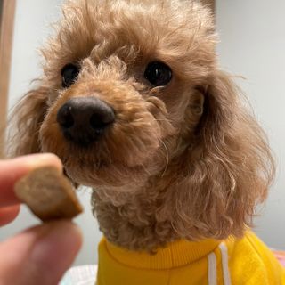 My Pet Care 천연단백질 관절건강에 개좋아 — 4점을 준 리뷰어가 2021년 1월 올린 사용 사진