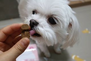 My Pet Care 천연단백질 관절건강에 개좋아 — 5점을 준 리뷰어가 2021년 1월 올린 사용 사진