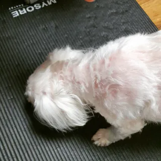 [보헤리] 국내산 강아지 육포간식 바삭 64 2종 — 5점을 준 리뷰어가 2022년 4월 올린 사용 사진