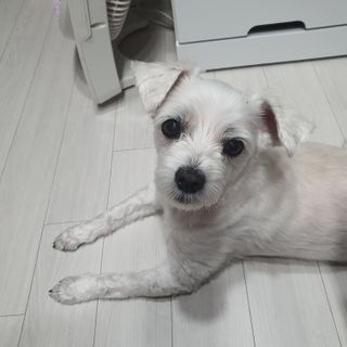 비타크래프트 조에시 하트캔 85g 강아지 습식캔 10캔 — 5점을 준 리뷰어가 2021년 8월 올린 사용 사진