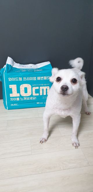 아베크 펫 와이드 프리미엄 대형 애견 강아지 배변 패드 30매 1팩 80g — 5점을 준 리뷰어가 2021년 7월 올린 사용 사진