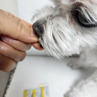 [레모나] 강아지 레모나 강아직 영양 간식 4종 택 1 — 5점을 준 리뷰어가 2024년 1월 올린 사용 사진