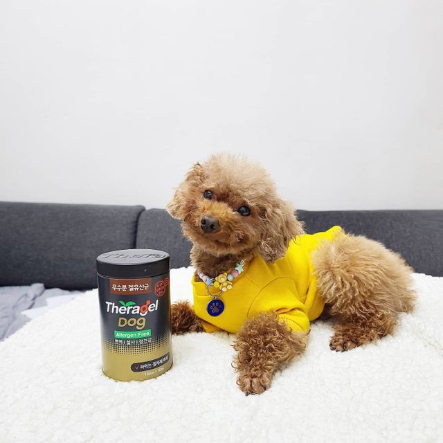 강아지유산균 테라겔 도그 30ea 리뷰 사진