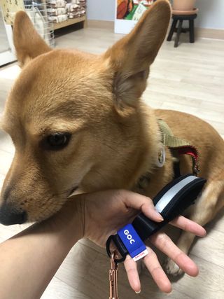 베이컨박스 [BACON] 고아웃클럽 산책 안전벨트 리뉴얼 - 중,대형견용 — 5점을 준 리뷰어가 2021년 12월 올린 사용 사진