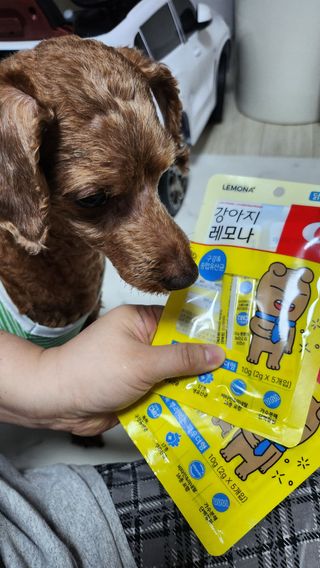 [레모나] 강아지 레모나 강아직 영양 간식 4종 택 1 — 5점을 준 리뷰어가 2023년 12월 올린 사용 사진