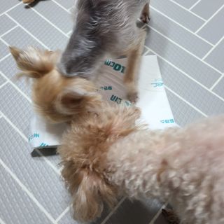 아베크 펫 와이드 프리미엄 대형 애견 강아지 배변 패드 30매 1팩 80g — 5점을 준 리뷰어가 2021년 7월 올린 사용 사진
