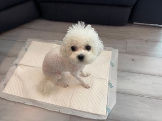 아베크 펫 와이드 프리미엄 중형 애견 강아지 배변 패드 54매 1팩 45g — 5점을 준 리뷰어가 2021년 7월 올린 사용 사진