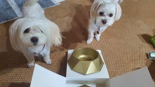 [세싹보울] 세균 싹~ 사라지는 셀앤핏 펫 항균동 애견식기 — 3.5점을 준 리뷰어가 2021년 6월 올린 사용 사진