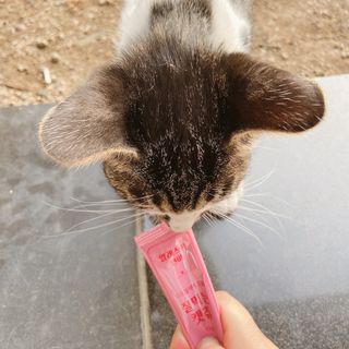 페페로니 잘 먹는 캣츄 - 알래스카 연어 24개입 — 5점을 준 리뷰어가 2021년 7월 올린 사용 사진