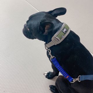 베이컨박스 [BACON] 고아웃클럽 산책 안전벨트 라이트 - 소형견용 — 5점을 준 리뷰어가 2021년 11월 올린 사용 사진