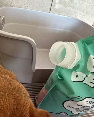 [미유박스] 울티메이트 벤토나이트 오리지널 11.8kg — 5점을 준 리뷰어가 2024년 5월 올린 사용 사진