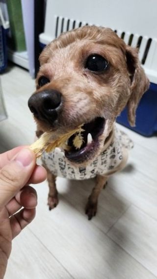 [펫시밀] 원물그대로 강원도 인제군 용대리 무염황태채 60g 강아지 고양이 프리미엄 수제간식 — 5점을 준 리뷰어가 2023년 11월 올린 사용 사진