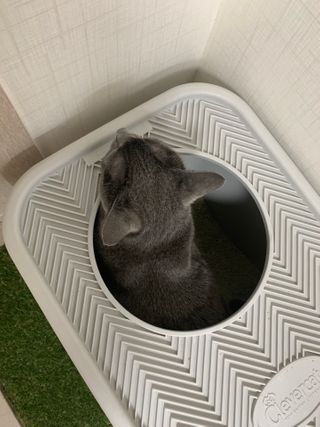 겟플렉스 켓플렉스 캣츠룸BS-1 고양이모래 4kg — 4점을 준 리뷰어가 2021년 1월 올린 사용 사진
