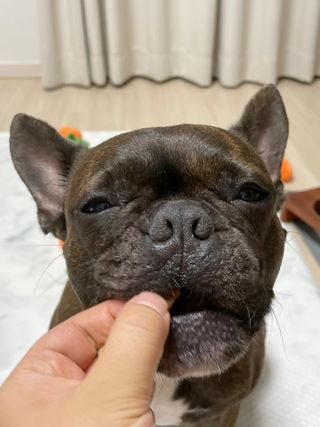 페페로니 진짜 오메가3 연어+소고기 180g+180g — 3.5점을 준 리뷰어가 2021년 7월 올린 사용 사진