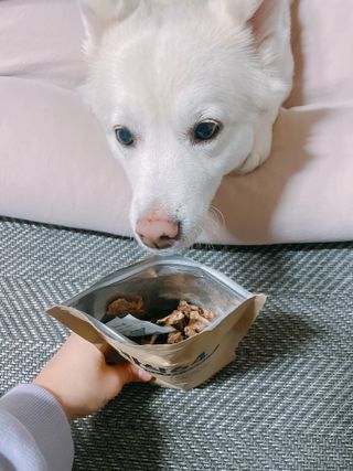 [보헤리] 국내산 강아지 육포간식 바삭 64 2종 — 5점을 준 리뷰어가 2022년 4월 올린 사용 사진