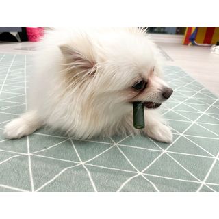 진짜 양치되는 강아지덴탈츄 아크내추럴스 브러시리스 — 5점을 준 리뷰어가 2021년 3월 올린 사용 사진