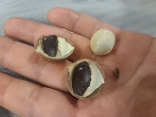 비나프렌즈 (구매평) 25년 햇 수확 알큰 프리미엄 껍질 까먹는 통 마카다미아 — 5점을 준 리뷰어가 2025년 8월 올린 사용 사진