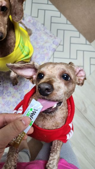 🌈🐩👨‍👩‍👧님이 올린 리뷰 사진 1
