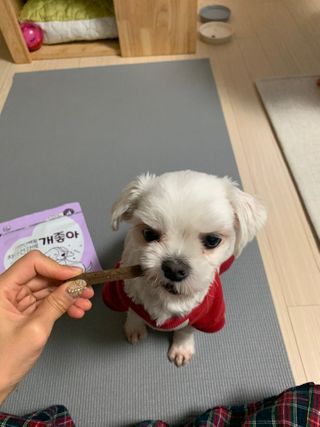 My Pet Care 천연단백질 치아건강에 개좋아 — 3점을 준 리뷰어가 2020년 12월 올린 사용 사진