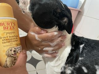 버츠비 퍼피투인원 티어리스 샴푸 앤 컨디셔너 — 5점을 준 리뷰어가 2021년 7월 올린 사용 사진
