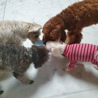포비맘님이 올린 리뷰 사진 2