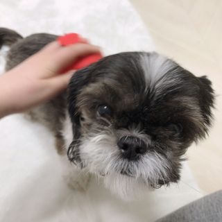 자극 없이 털/각질 관리가 가능한 코코몰리 실리콘 목욕 브러쉬 — 5점을 준 리뷰어가 2021년 1월 올린 사용 사진