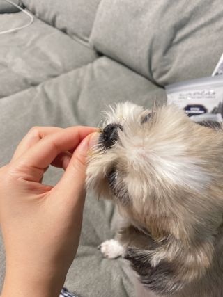 [푸디웜] 라포그 리얼인섹트 소프트키블 스킨 1KG — 5점을 준 리뷰어가 2022년 9월 올린 사용 사진