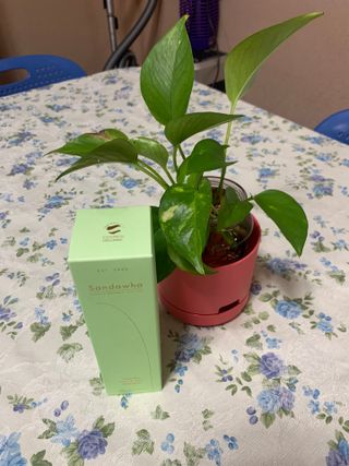 스킨큐어 산다화 울트라 젠틀 약산성 세안제 — 5점을 준 리뷰어가 2023년 3월 올린 사용 사진