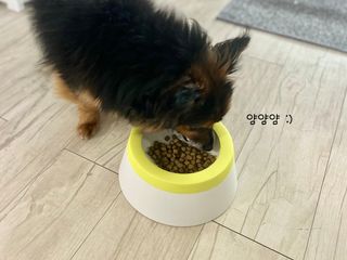 캐닌캐비어 알카라인 홀리스틱 그레이프리 앙뜨레 ALS_4종 오픈스카이, 와일드오션, 프리스피릿, 스페셜니즈 — 4점을 준 리뷰어가 2023년 5월 올린 사용 사진