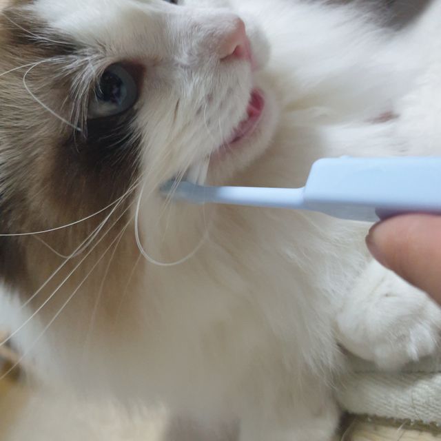 치카페카 Chicapetca 리뷰 사진