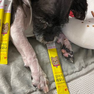 [레모나] 강아지 레모나 강아직 영양 간식 4종 택 1 — 5점을 준 리뷰어가 2024년 1월 올린 사용 사진