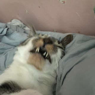 다니당근님이 올린 리뷰 사진 1