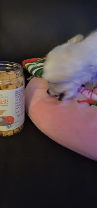 [펫시밀] 원물그대로 영양듬뿍 진공동결건조 북어트릿75g,치킨트릿100g,연어트릿75g 강아지 고양이 간식 — 5점을 준 리뷰어가 2023년 5월 올린 사용 사진