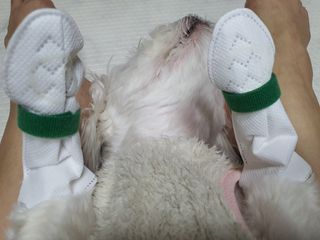 코보콩 에어슈즈 강아지 일회용 신발 소용량 패키지 20매 초경량  미끄럼방지 실내외 겸용 — 5점을 준 리뷰어가 2022년 2월 올린 사용 사진
