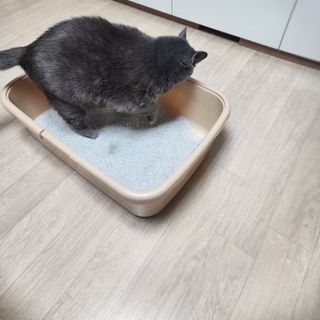 [미유박스] 화이트 퓨어 샌드 6kg — 5점을 준 리뷰어가 2024년 6월 올린 사용 사진