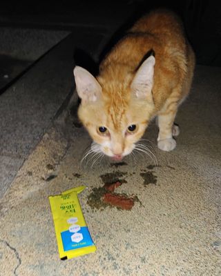 페페로니 맛있는 스틱 - 무항생제 닭고기 15개 + 원양선 참치 15개 — 5점을 준 리뷰어가 2021년 8월 올린 사용 사진