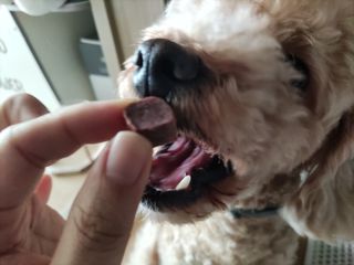 My Pet Care 천연단백질 눈건강에 개좋아 — 5점을 준 리뷰어가 2021년 2월 올린 사용 사진