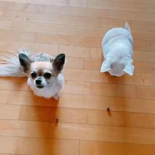 My Pet Care 천연단백질 눈건강에 개좋아 — 4점을 준 리뷰어가 2021년 1월 올린 사용 사진