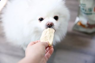 [펫시밀] 원물그대로 영양듬뿍 동결건조 왕북어트릿300g,왕치킨트릿400g,열빙어트릿300g 대용량 간식 — 5점을 준 리뷰어가 2023년 5월 올린 사용 사진