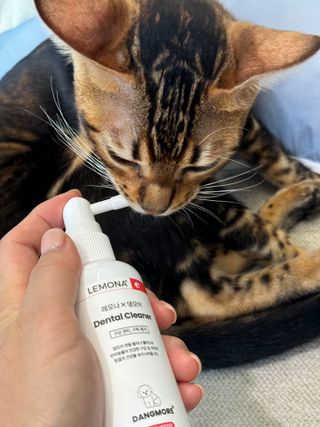 프리[경남제약 레모나x댕모어]  강아지 고양이 구취제거 충치 예방 덴탈클리너 120ml — 4점을 준 리뷰어가 2024년 7월 올린 사용 사진