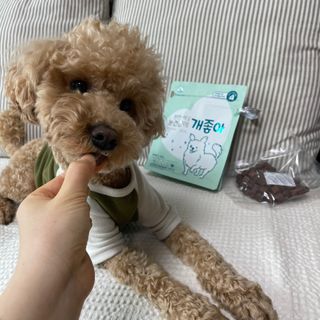 My Pet Care 천연단백질 눈건강에 개좋아 — 5점을 준 리뷰어가 2021년 2월 올린 사용 사진