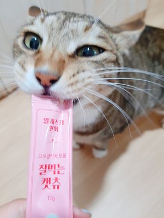 페페로니 잘 먹는 캣츄 - 알래스카 연어 24개입 — 5점을 준 리뷰어가 2021년 7월 올린 사용 사진