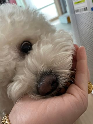 씨디랩 속이 편한 강아지 사료 소프트발란스 기호성 좋은 발효사료 피부와 위장 관절과 위장 — 5점을 준 리뷰어가 2021년 3월 올린 사용 사진
