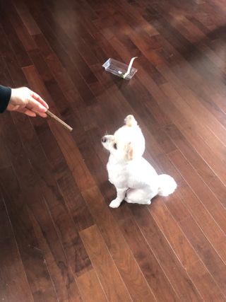 My Pet Care 천연단백질 치아건강에 개좋아 — 5점을 준 리뷰어가 2020년 12월 올린 사용 사진