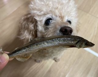 [펫시밀] 원물그대로 영양듬뿍 동결건조 왕북어트릿300g,왕치킨트릿400g,열빙어트릿300g 대용량 간식 — 5점을 준 리뷰어가 2023년 5월 올린 사용 사진