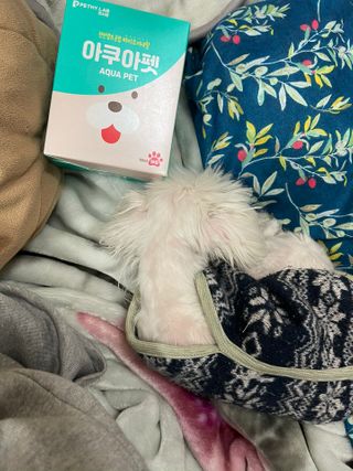 펫시랩 반려견용 액상 프리바이오틱스 아쿠아펫 — 4.5점을 준 리뷰어가 2021년 1월 올린 사용 사진